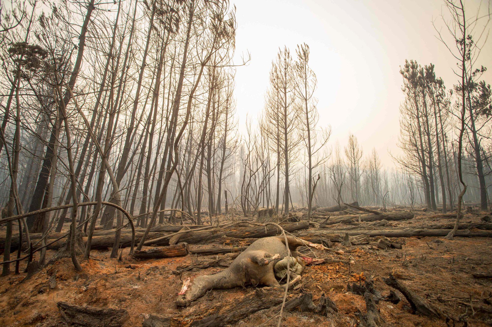 Incendios en Chubut: afirman que el origen es intencional y ofrecen $50.000.000 de recompensa para dar con los responsables 9 Un caballo muerto se ve en la zona afectada por el incendio forestal en El Hoyo
