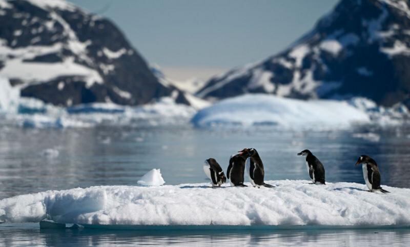 Con paisajes dominados por glaciares, mares helados y una fauna única, la Antártida es un escenario clave para la investigación científica y el estudio del cambio climático