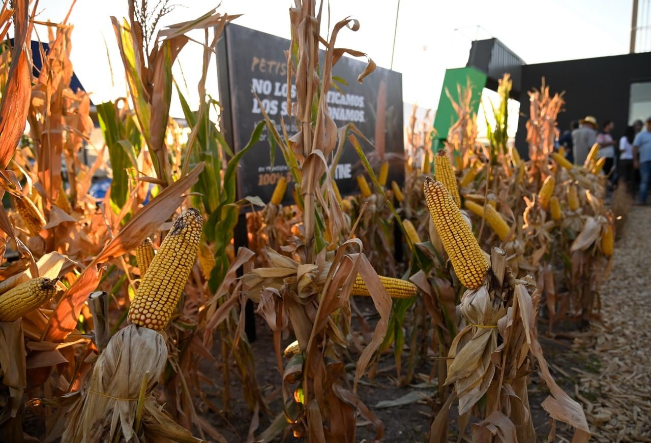 Los maíces de baja estatura que Stine mostró en Expoagro fueron obtenidos por selección genética, sin genes de enanismo que afecten el rendimiento