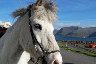 Terrible: se grabaron matando a un caballo a martillazos y van a juicio oral