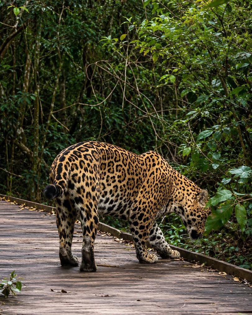 Ombú, el animal que sorprendió en Iberá: por primera vez filman a un joven yaguareté en un sendero turístico