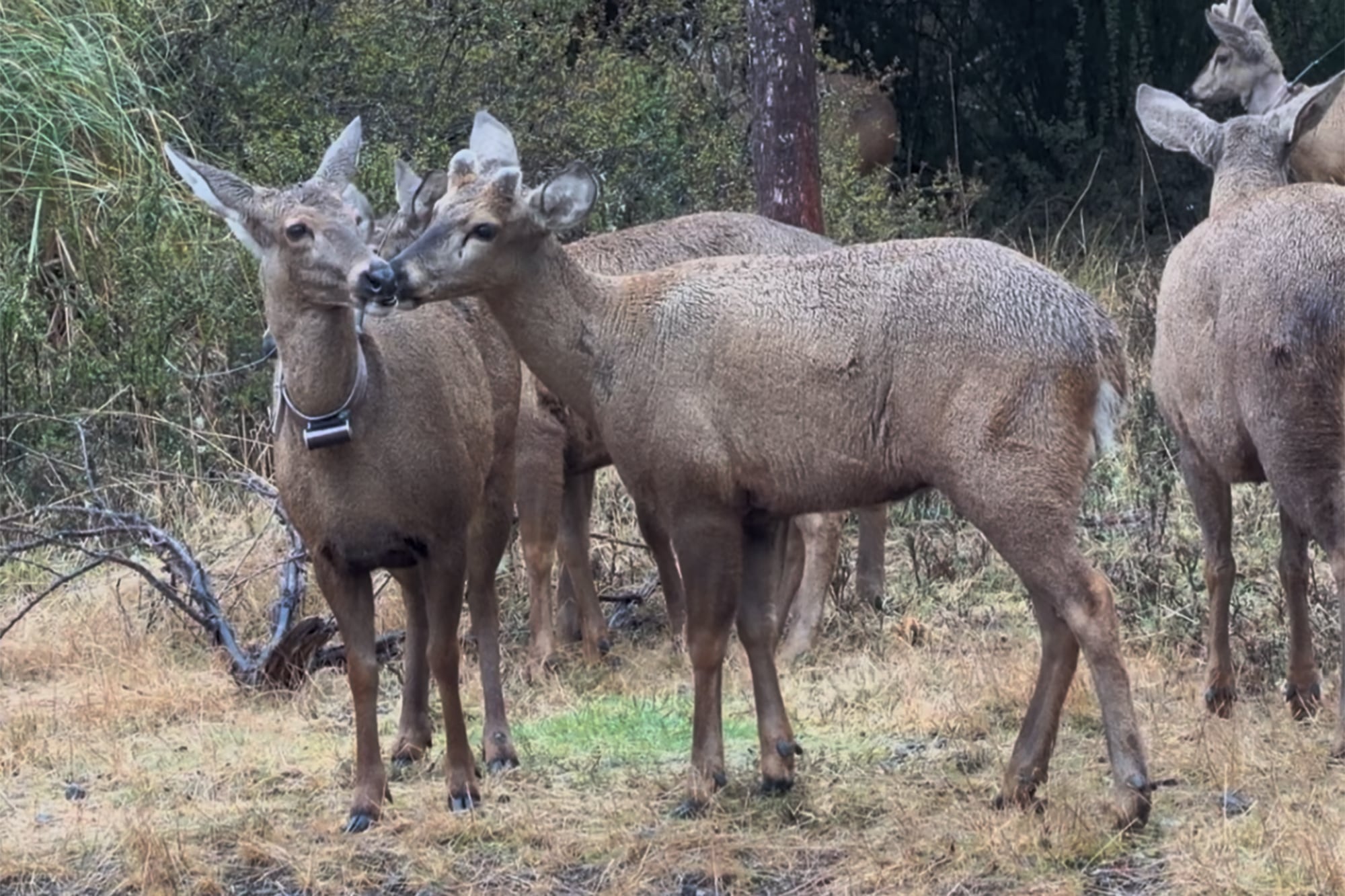 Patagonia: un centro de rescate de fauna silvestre consolida un proyecto clave para preservar una especie en extinción