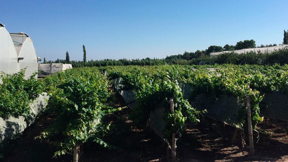 La insignia del vino argentino: logran descifrar el genoma completo del malbec, un paso para mejorar la calidad del varietal