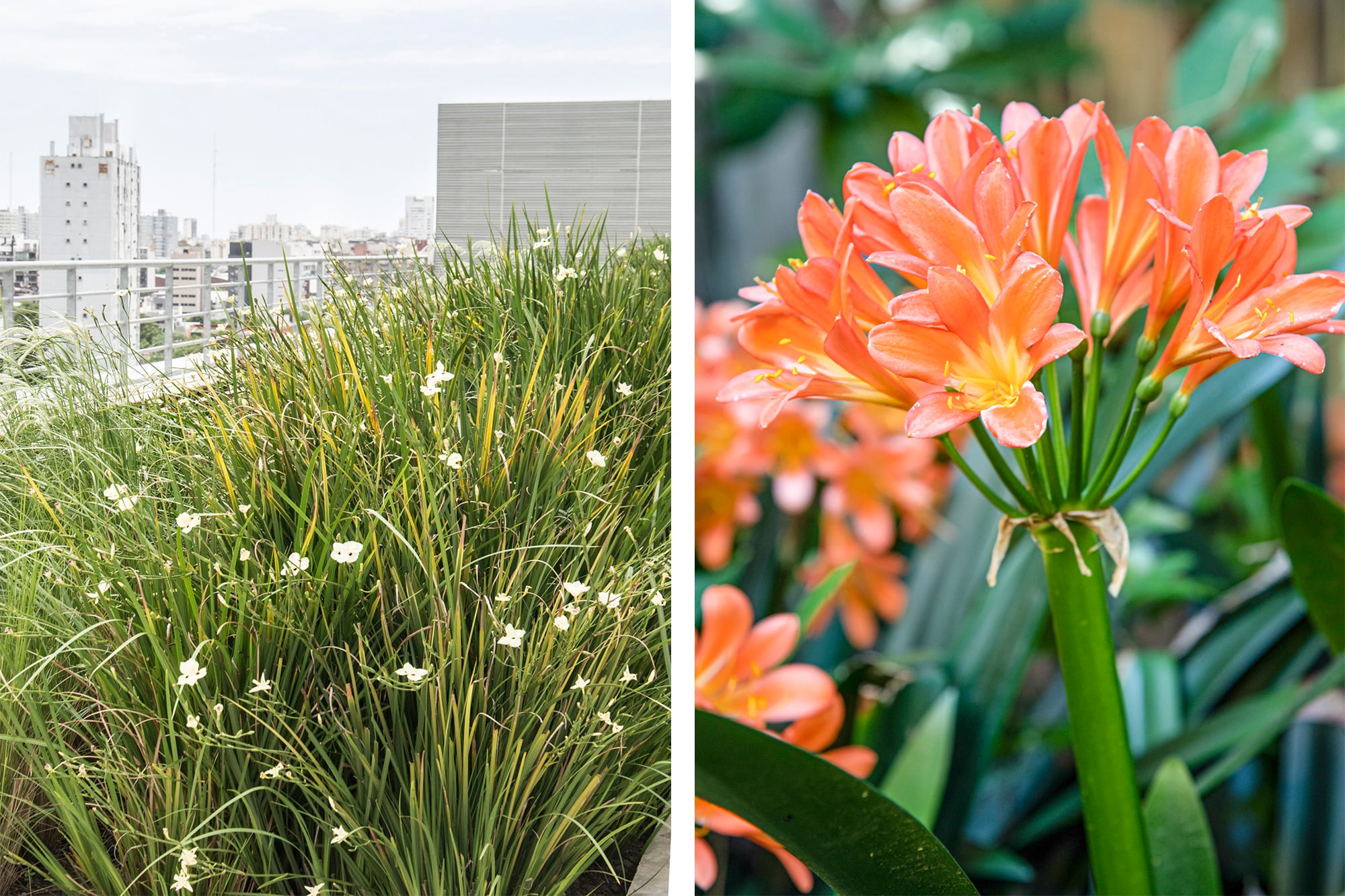 Dietes bicolor y Clivia miniata