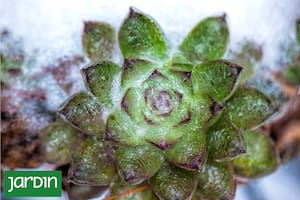 Por qué las suculentas pueden morir en invierno y cómo podés salvarlas