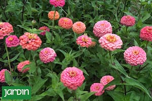 5 flores muy fáciles de cultivar para llenar de color el verano