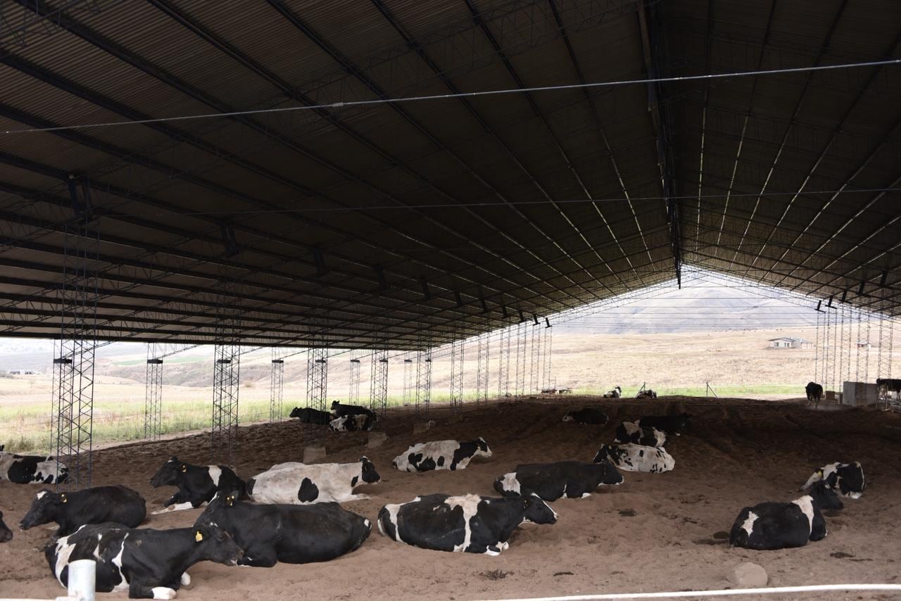 El proyecto de la familia es llegar a los 140 animales en el tambo