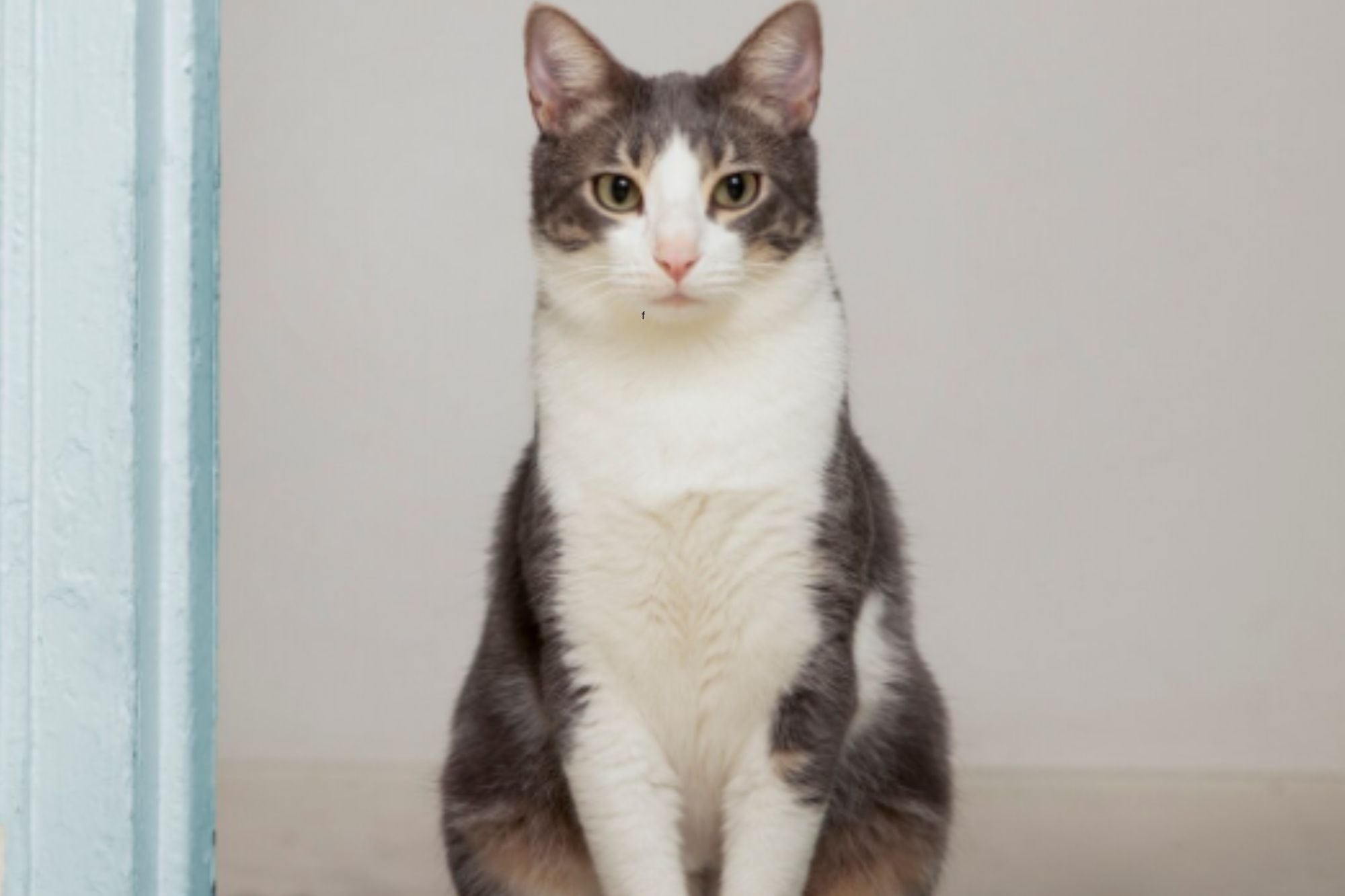 Los gatos acuden a las plantas para purgarse