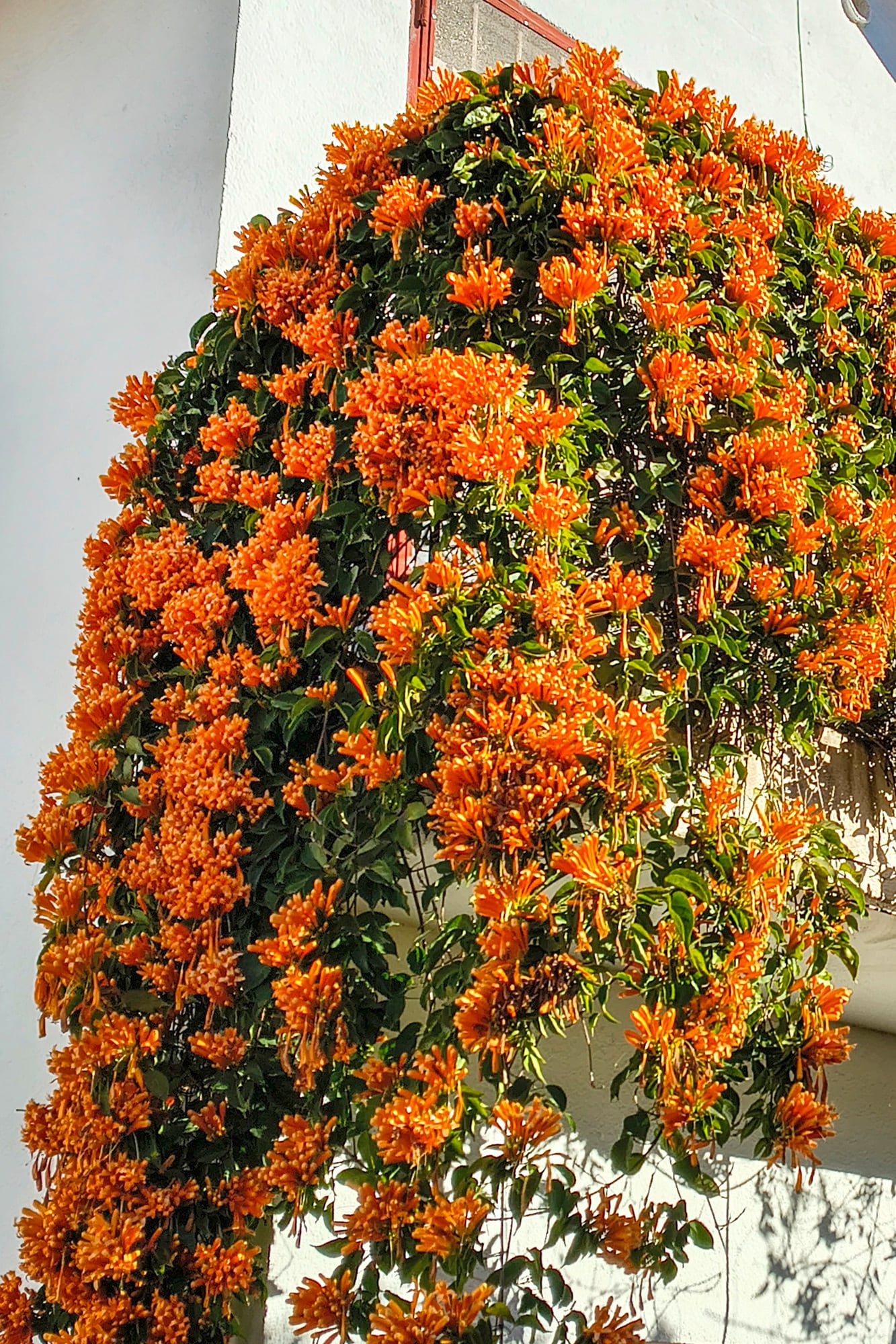 La trompeta de San Juan como una cascada de flores encendidas