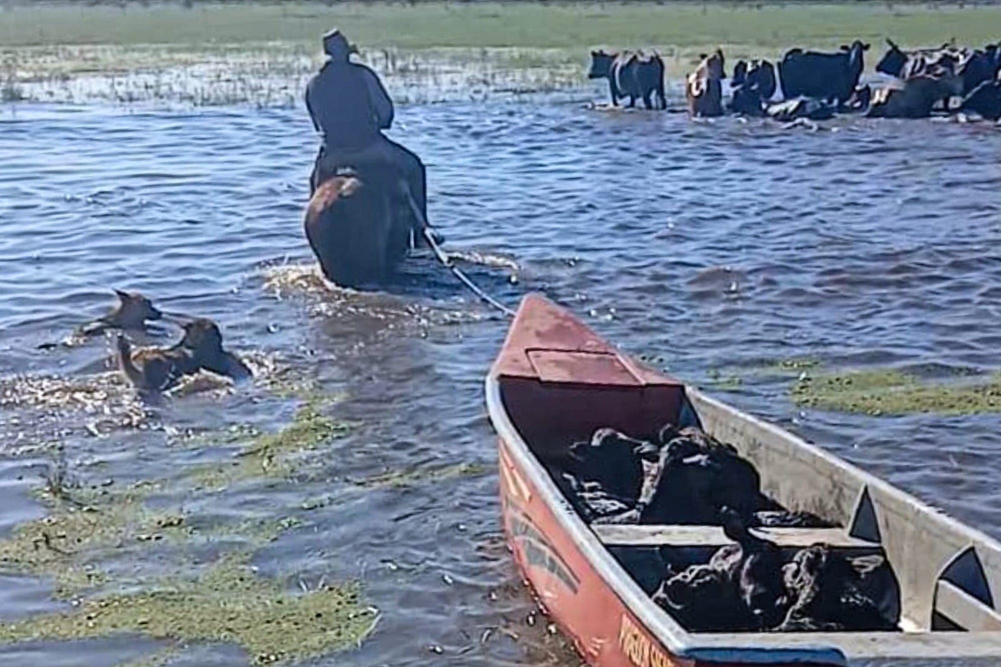 El agua cubrió los sectores más bajos de los campos en la zona de La Gallareta, departamento de Vera y hasta usan una canoa para rescatar animales