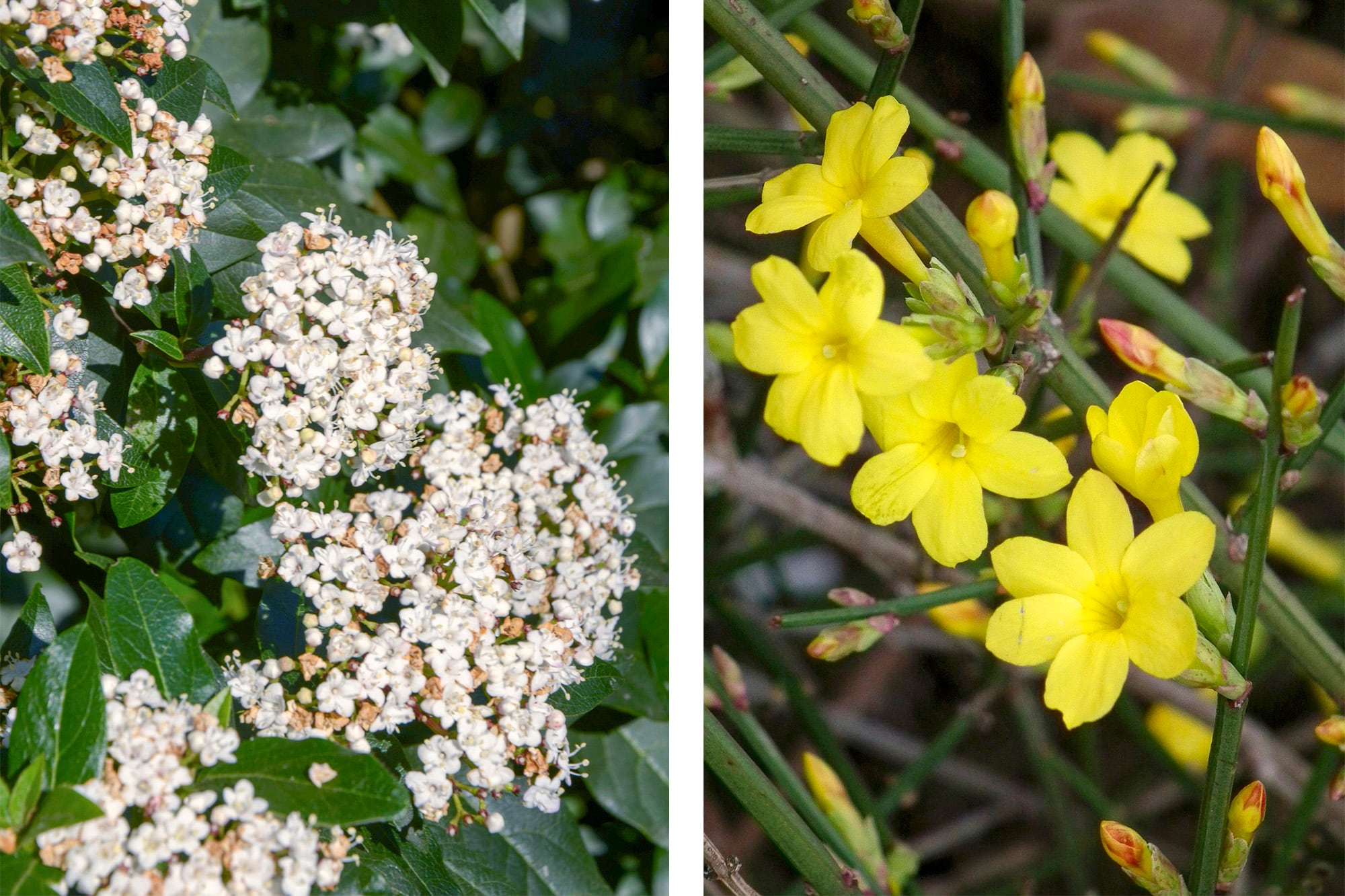 Viburnum tinus y Jasminum nudiflorum, dos arbustos que florecen en invierno