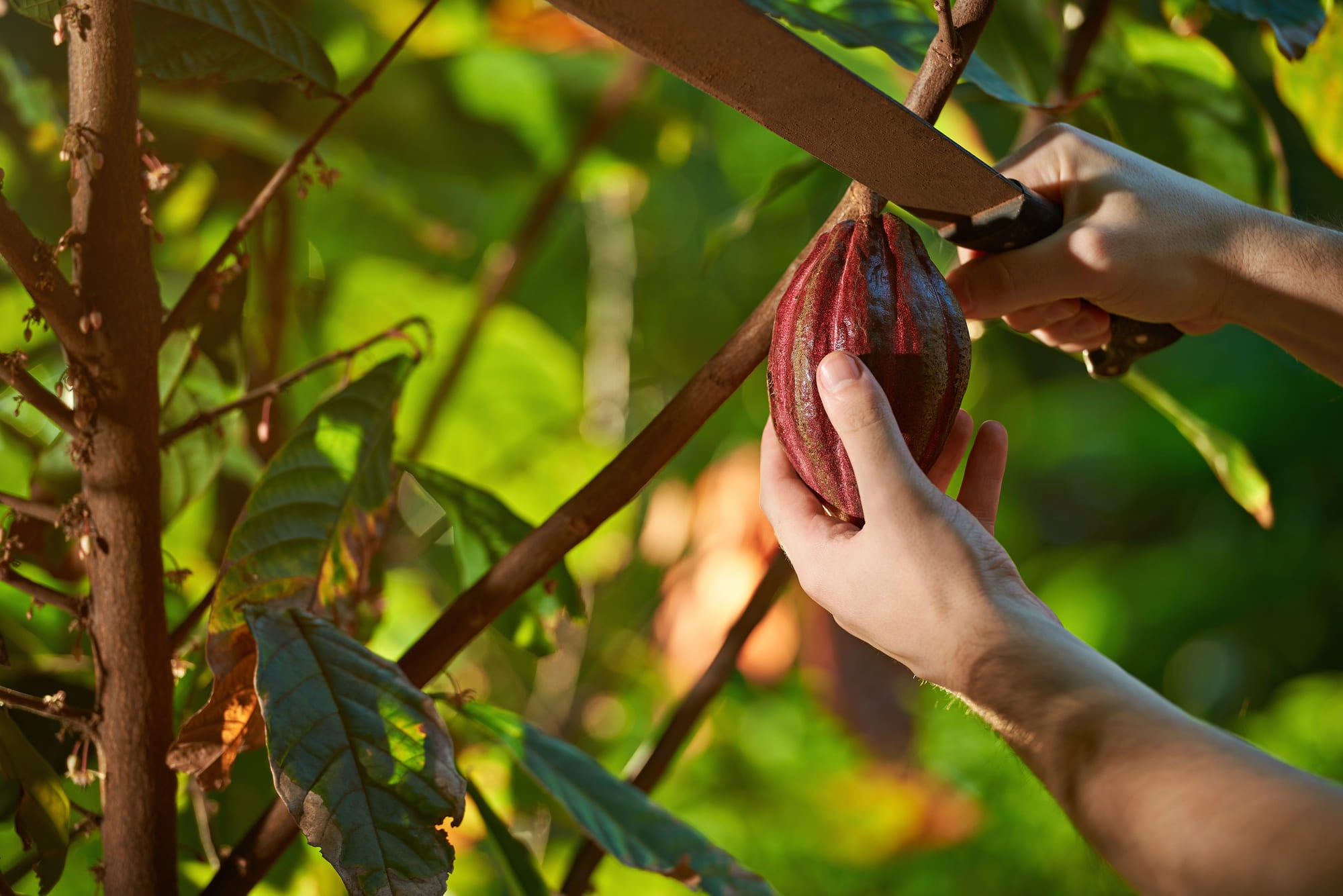 En Venezuela se cultivan dos de los cacaos criollos más prestigiosos del mundo, el de Chuao y el Porcelana del sur del lago Maracaibo
