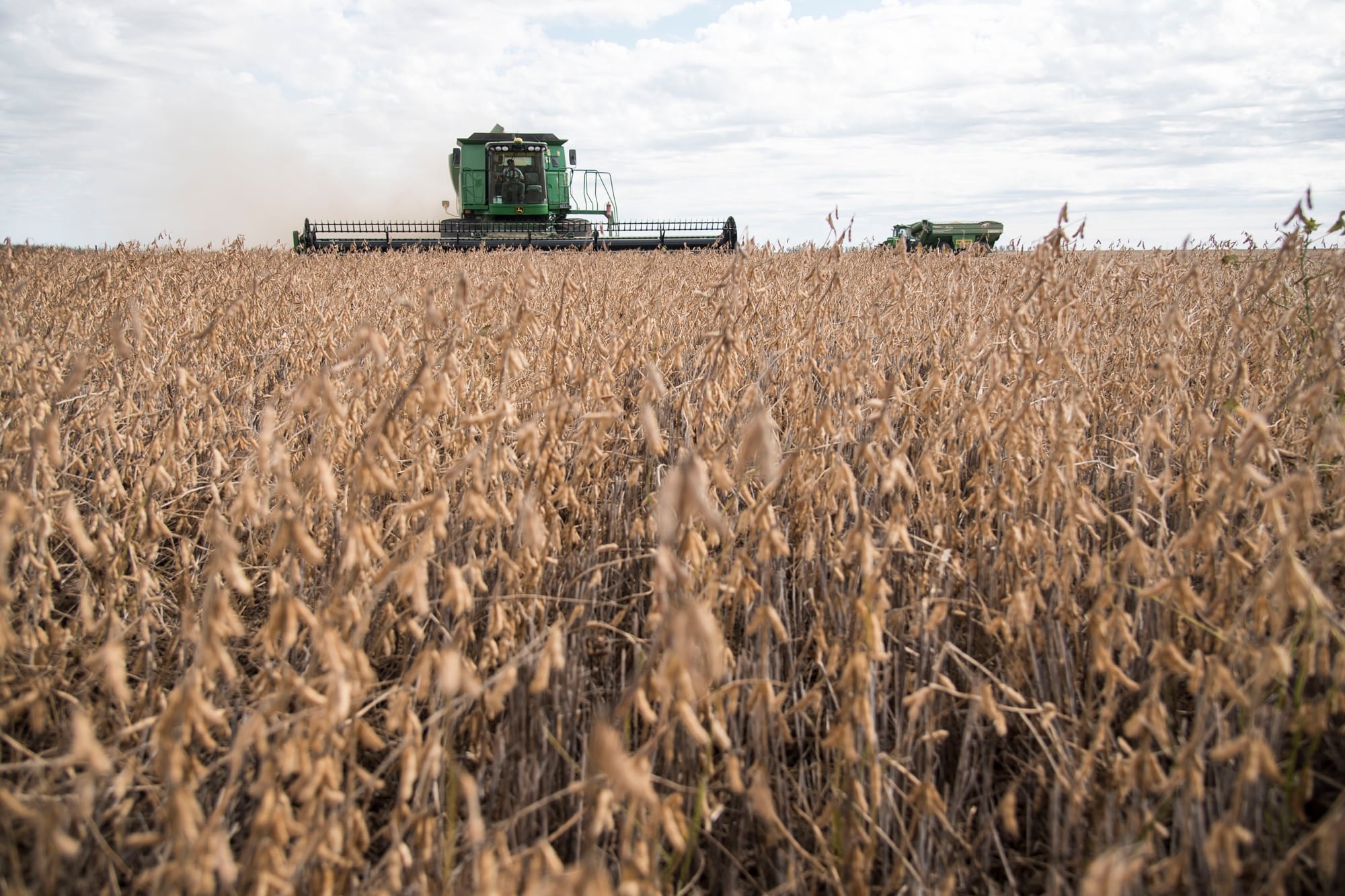Muchos productores mantienen la soja como reserva de valor y priorizan la venta de maíz, trigo y girasol mientras esperan mejores oportunidades para fijar precios