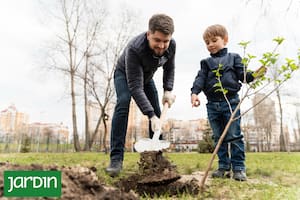 La ciencia comprobó por qué las personas que viven rodeadas de árboles tienen una mejor calidad de vida