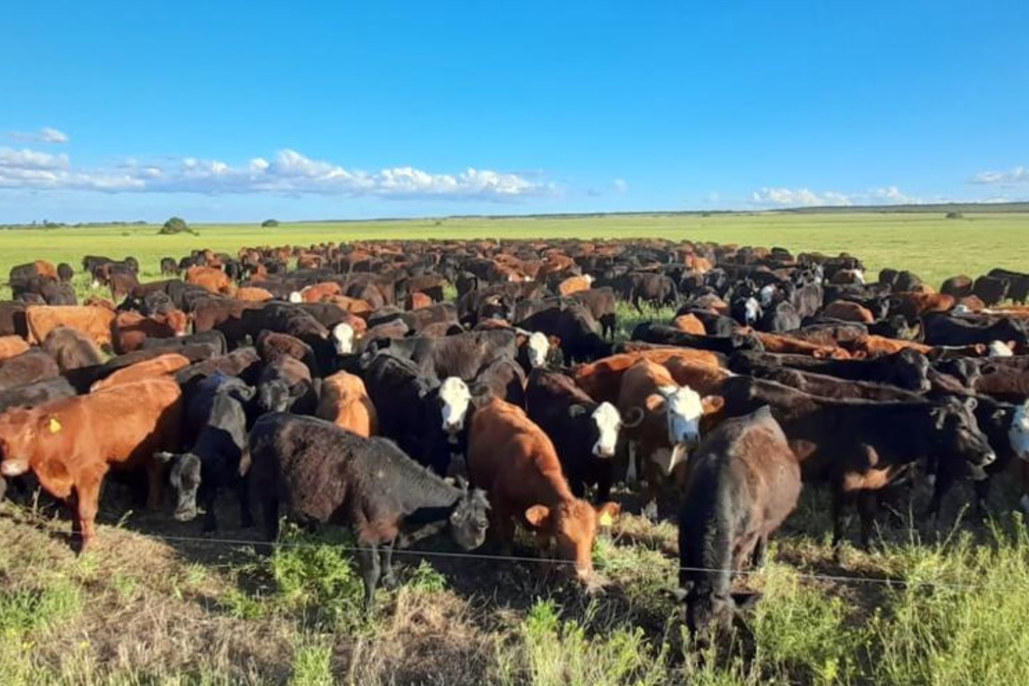 Los animales permanecen entre una hora y una hora y media en cada parcela antes de avanzar al siguiente sector, una de las claves del sistema implementado por la empresa