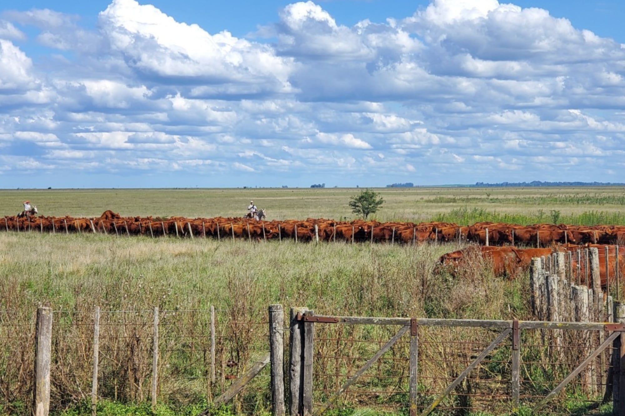 Ajustar la carga animal y asegurar buena alimentación durante todo el año resulta determinante para la eficiencia del rodeo