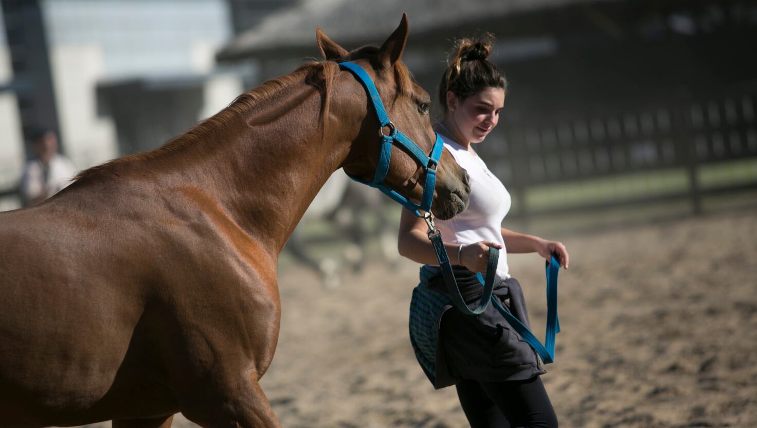 Nuestros Caballos contará con demostraciones, capacitaciones, desafíos y cientos de actividades para disfrutar de nuestras tradiciones en familia