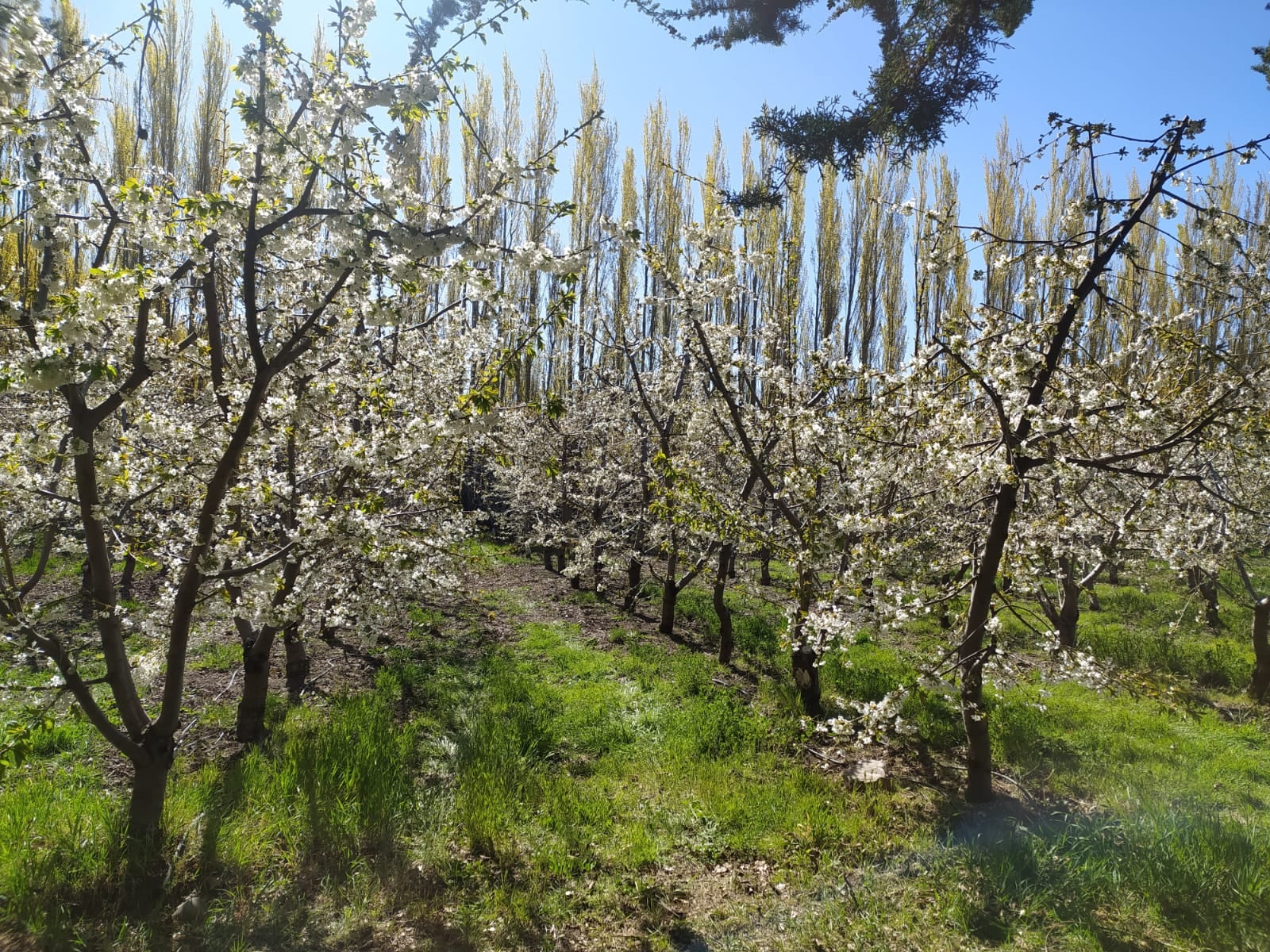 La floración se da en octubre, lo que determina que la variedad sea conocida como cereza tardía