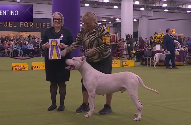 La historia de Toky, el Dogo Argentino que se consagró en el certamen canino más prestigioso del mundo