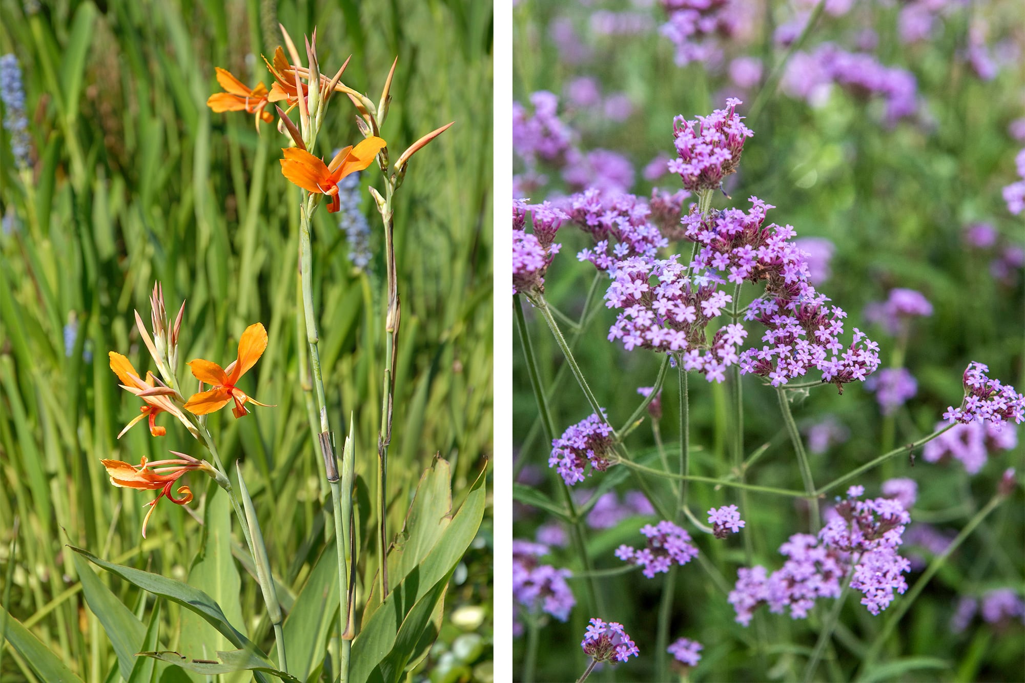 Canna glauca y Verbena, dos especies que mejoran la capacidad del suelo para absorber el agua