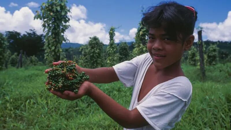 En la década de 1430, una libra de granos de pimienta costaba tanto como un cerdo