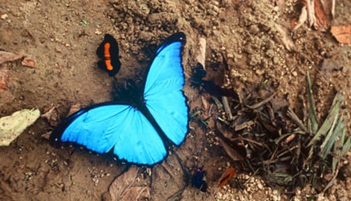 El color del insecto es su rasgo más distintivo