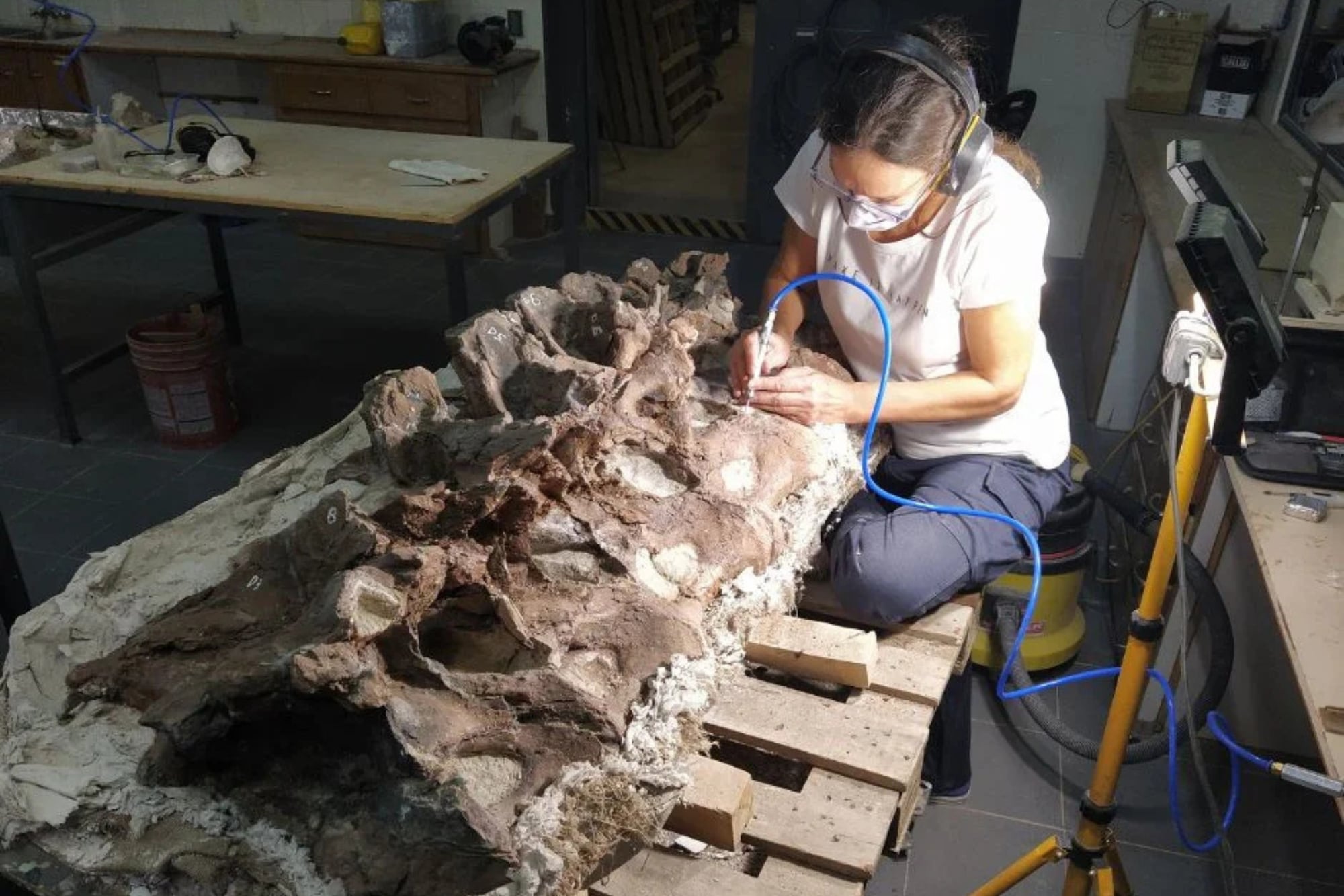 Salió a cabalgar por un campo en Chubut y encontró los restos fósiles de una nueva especie de dinosaurio