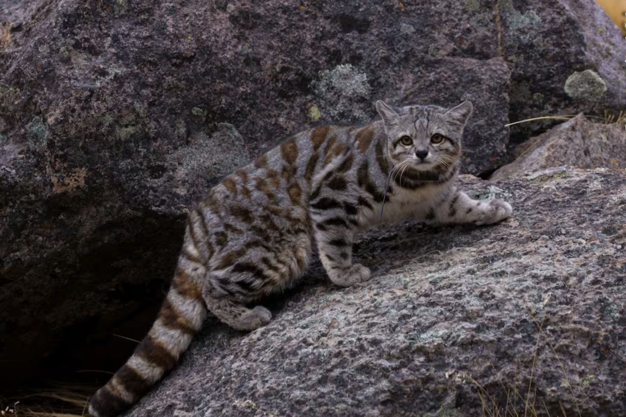 Un avistamiento clave: filmaron al gato andino en Mendoza (Foto: WCS)