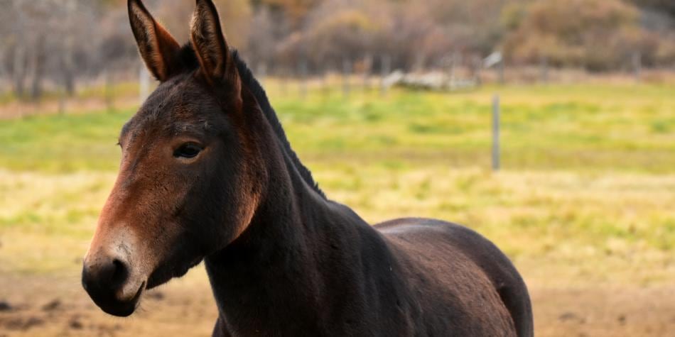 ¿Cómo se llama la cría del burro y la yegua? Esto dice la RAE 6 La mula es uno de los híbridos más conocidos dentro del mundo animal