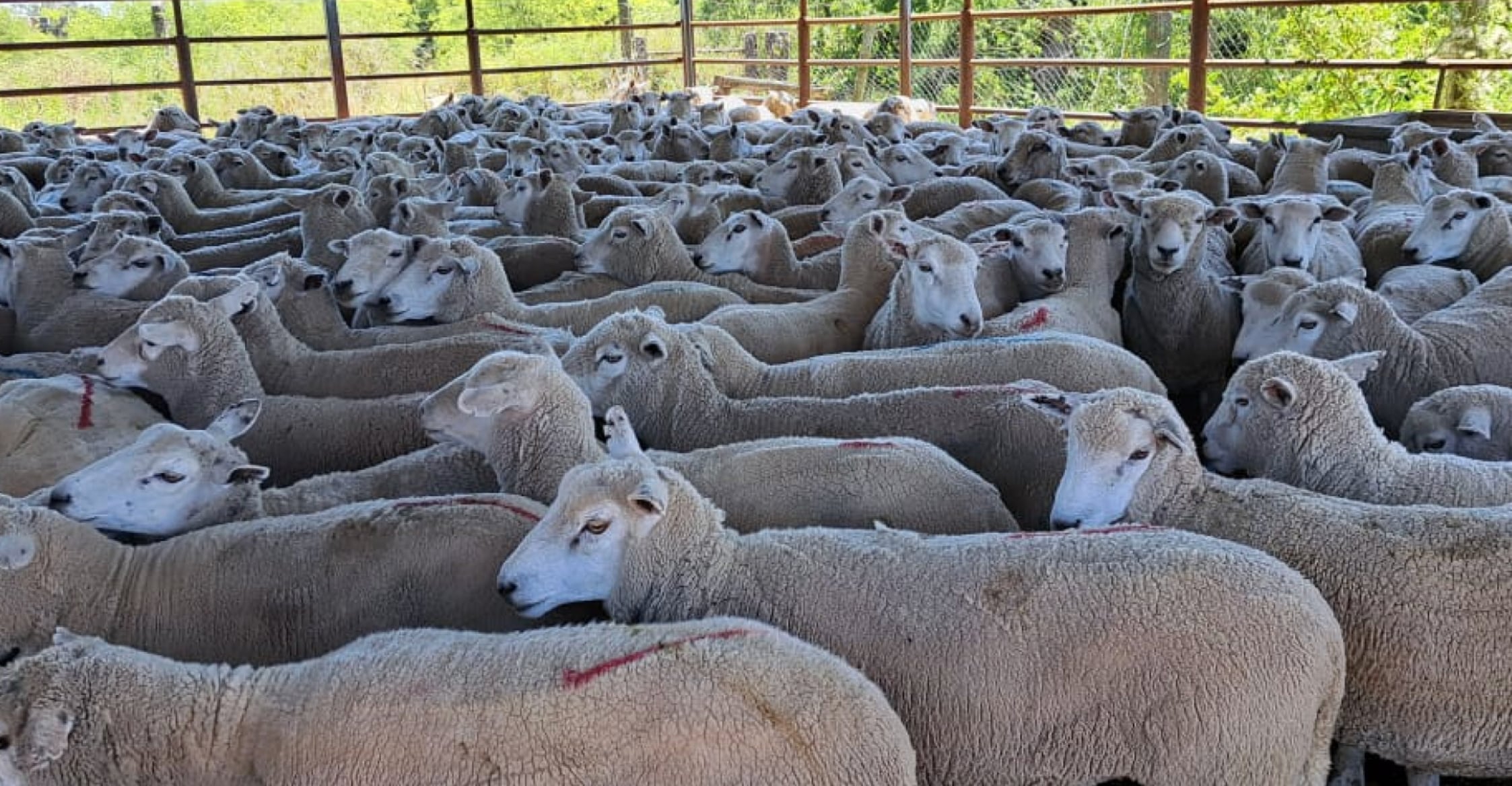 Tras 19 años: Entre Ríos reanudó la exportación de carne ovina a Medio Oriente