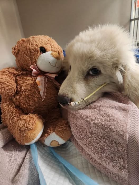 Pretzel llegó a la clínica de emergencia con heridas graves y signos de desnutrición (Foto: ThisIsHouston)