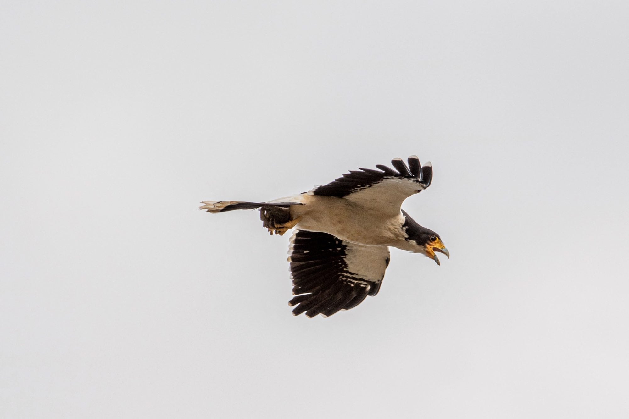 Un caracara de garganta blanca (Daptrius albogularis) sobrevuela un vertedero municipal en Ushuaia