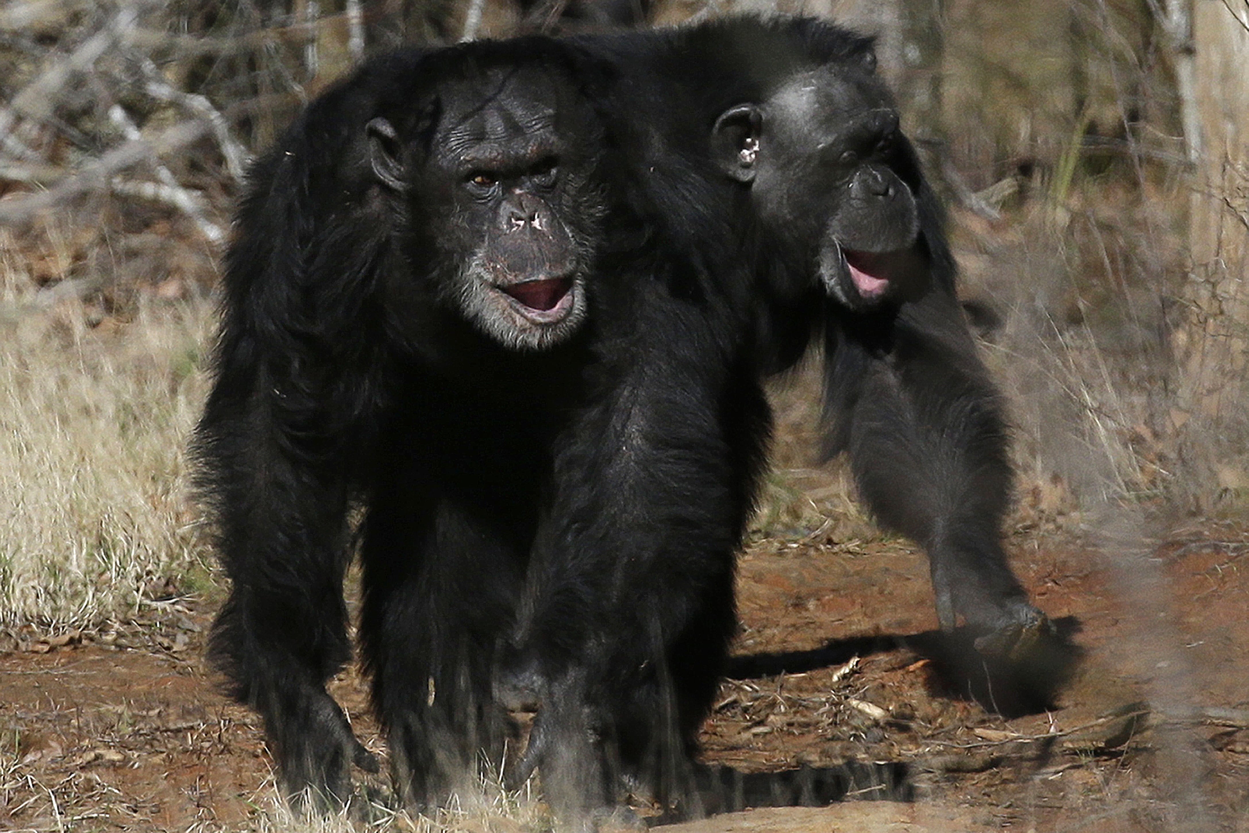 Los chimpancés también emiten sonidos de risa durante el juego, con un patrón rítmico similar al de los humanos, según el estudio