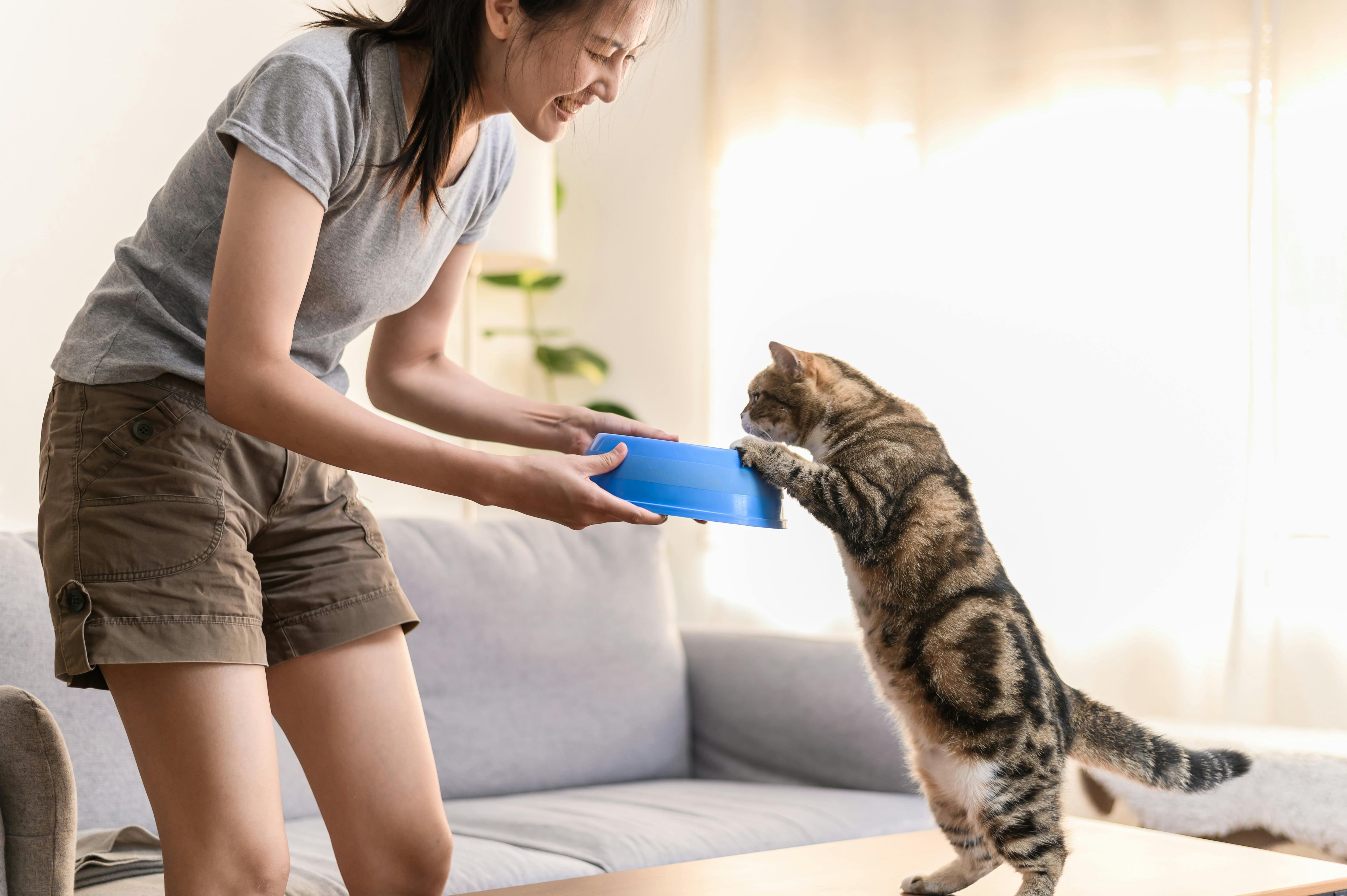La elección de los gatos también responden al comportamiento de sus dueños, ya que una persona más organizada y responsable suele tener gatos más tranquilos