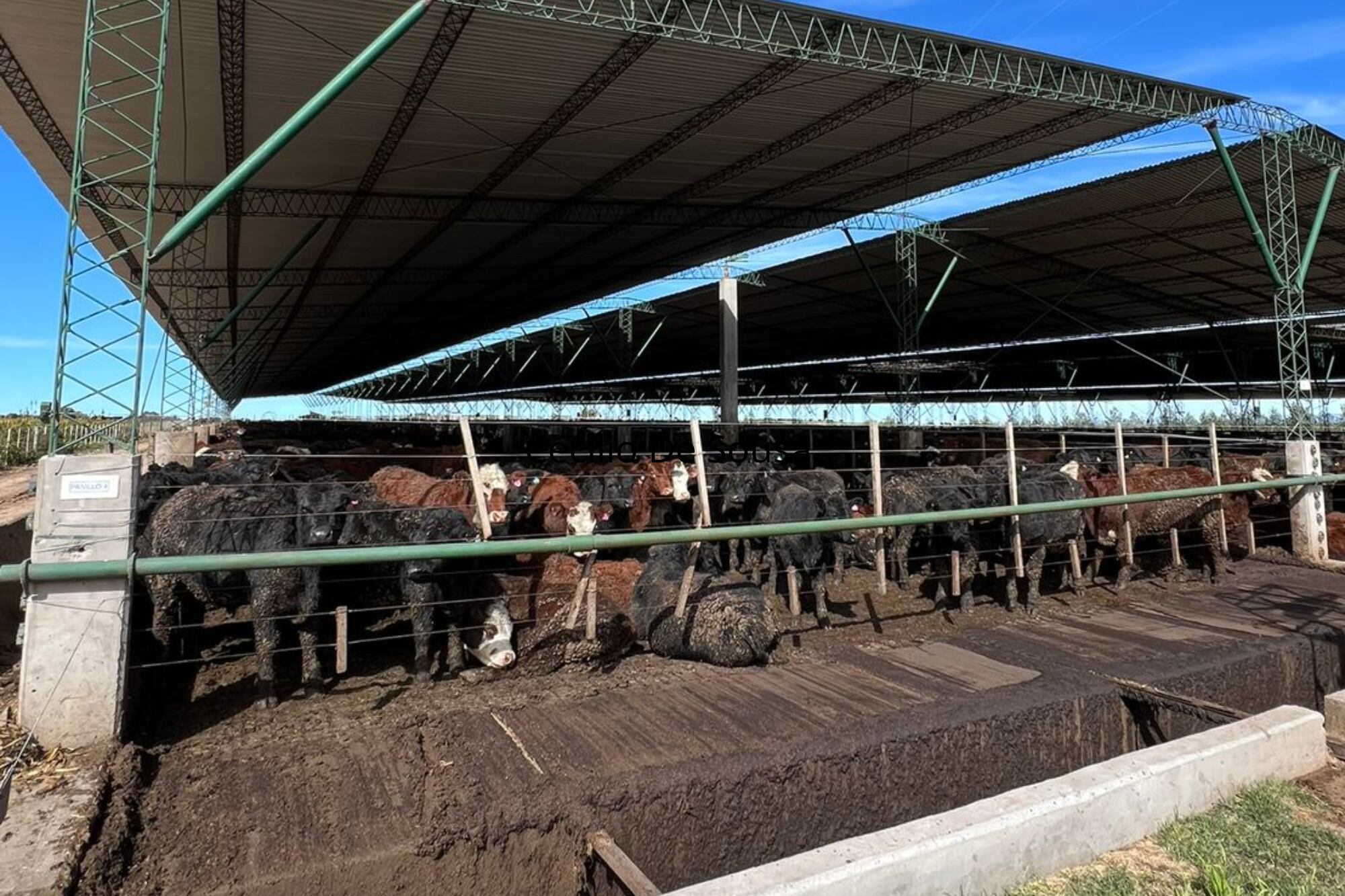 Los animales están bajo techo