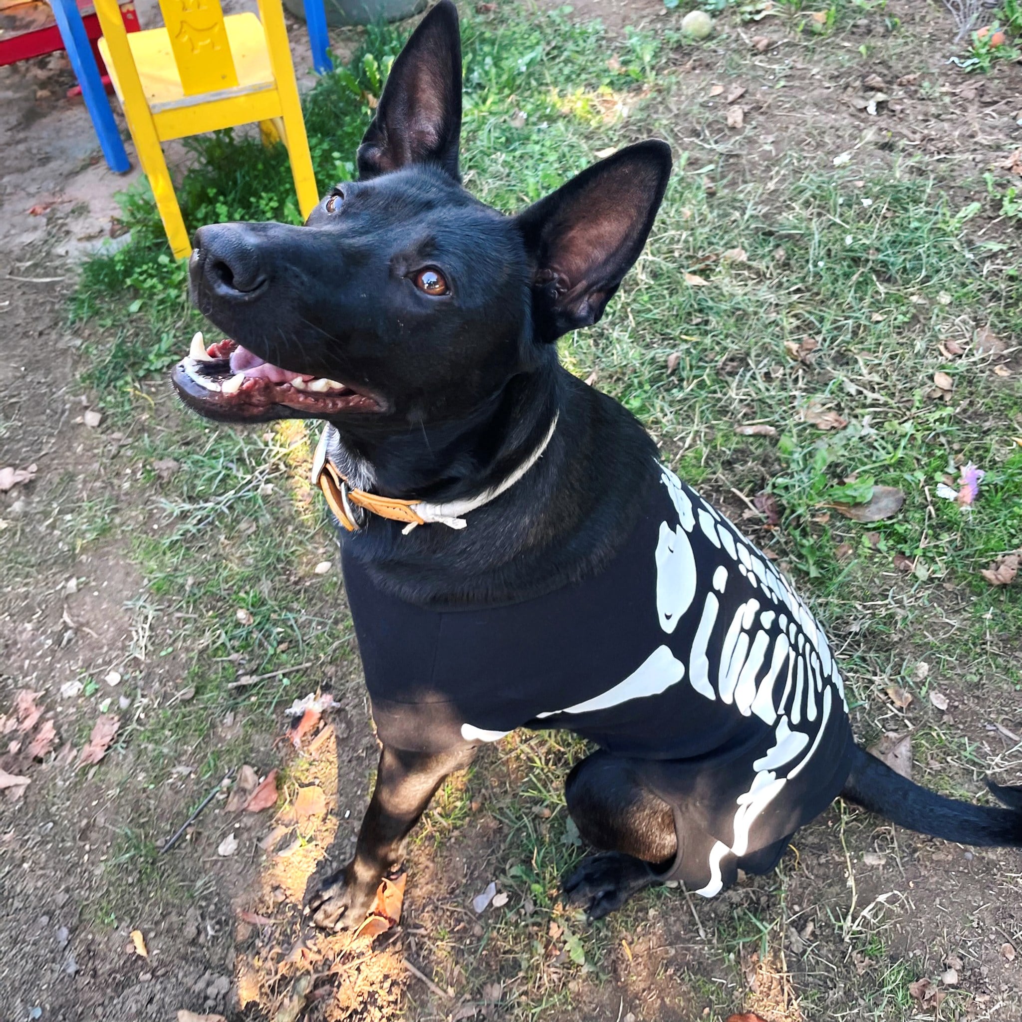 Con un disfraz de algodón, para rememorar el día que lo encontraron.