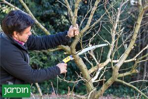Qué tipos de poda existen, cómo hacerlo y qué plantas lo necesitan