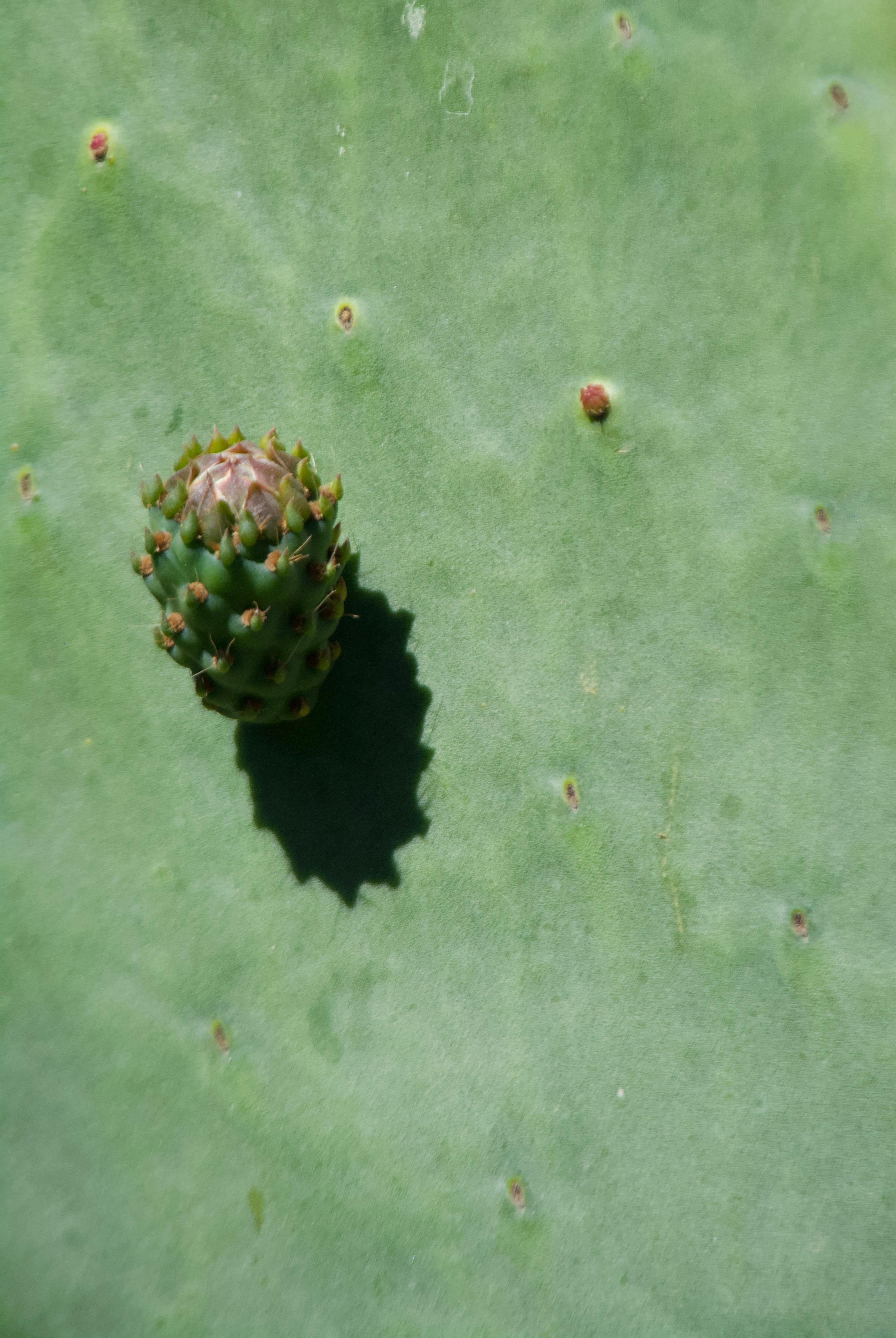 La tuna es una fruta rica en nutrientes capaces de regular el azúcar en sangre, prevenir los picos de glucosa, cuidar el sistema digestivo y prevenir la osteoporosis