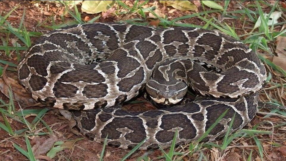 Expertos comparten recomendaciones para mantener a las serpientes alejadas de los hogares FOTO: Yarará