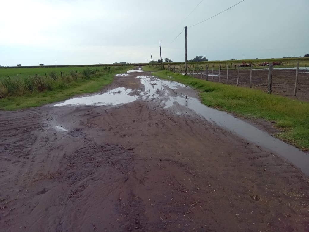 Donde llovió, como en Junín, los milímetros ayudan a sostener los cultivos y a frenar nuevos recortes de rinde