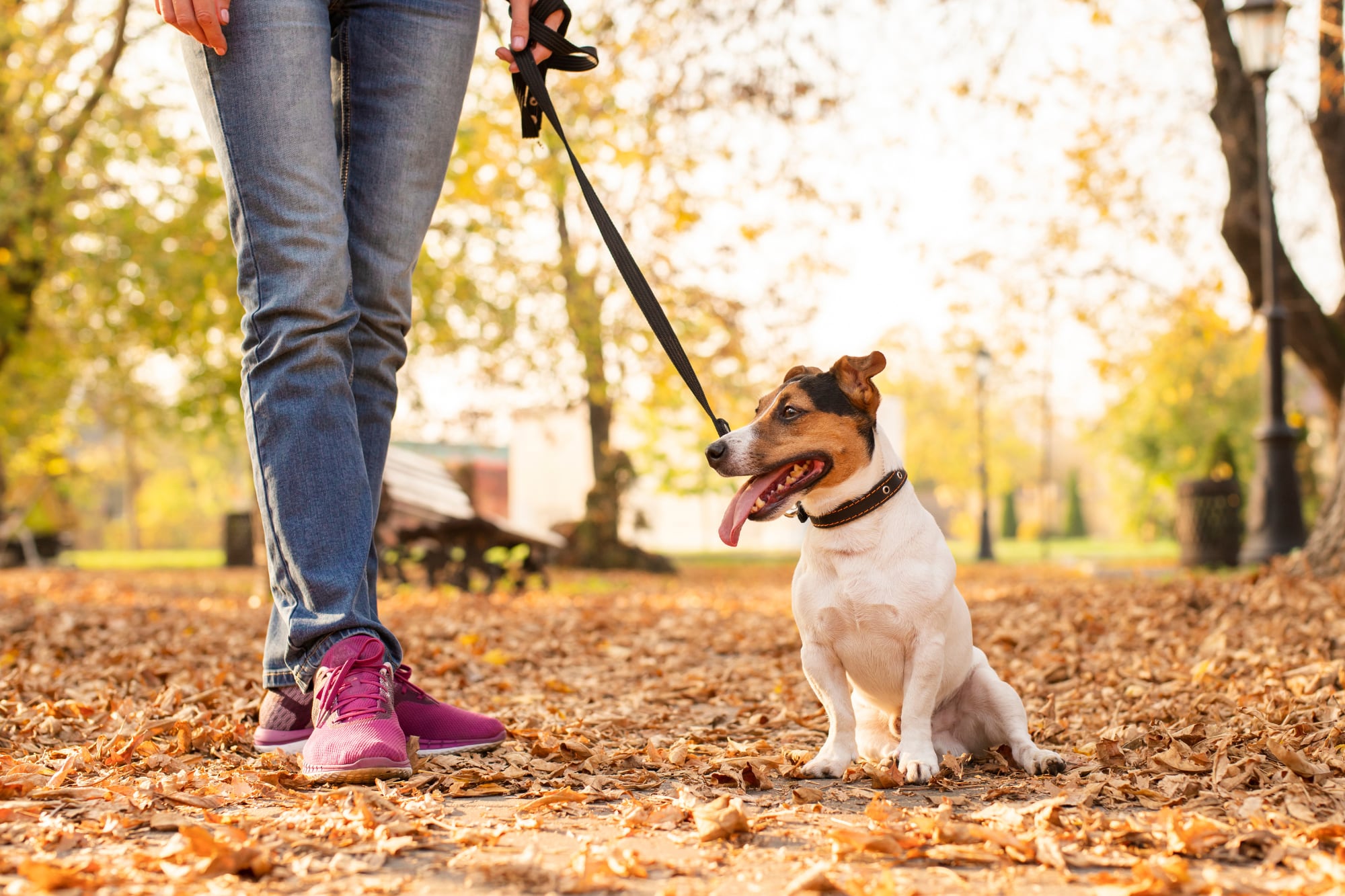 En algunos casos, se suman servicios adicionales como higiene básica o coordinación con peluquerías caninas