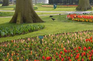 Un recorrido por el jardín de tulipanes más grande del mundo