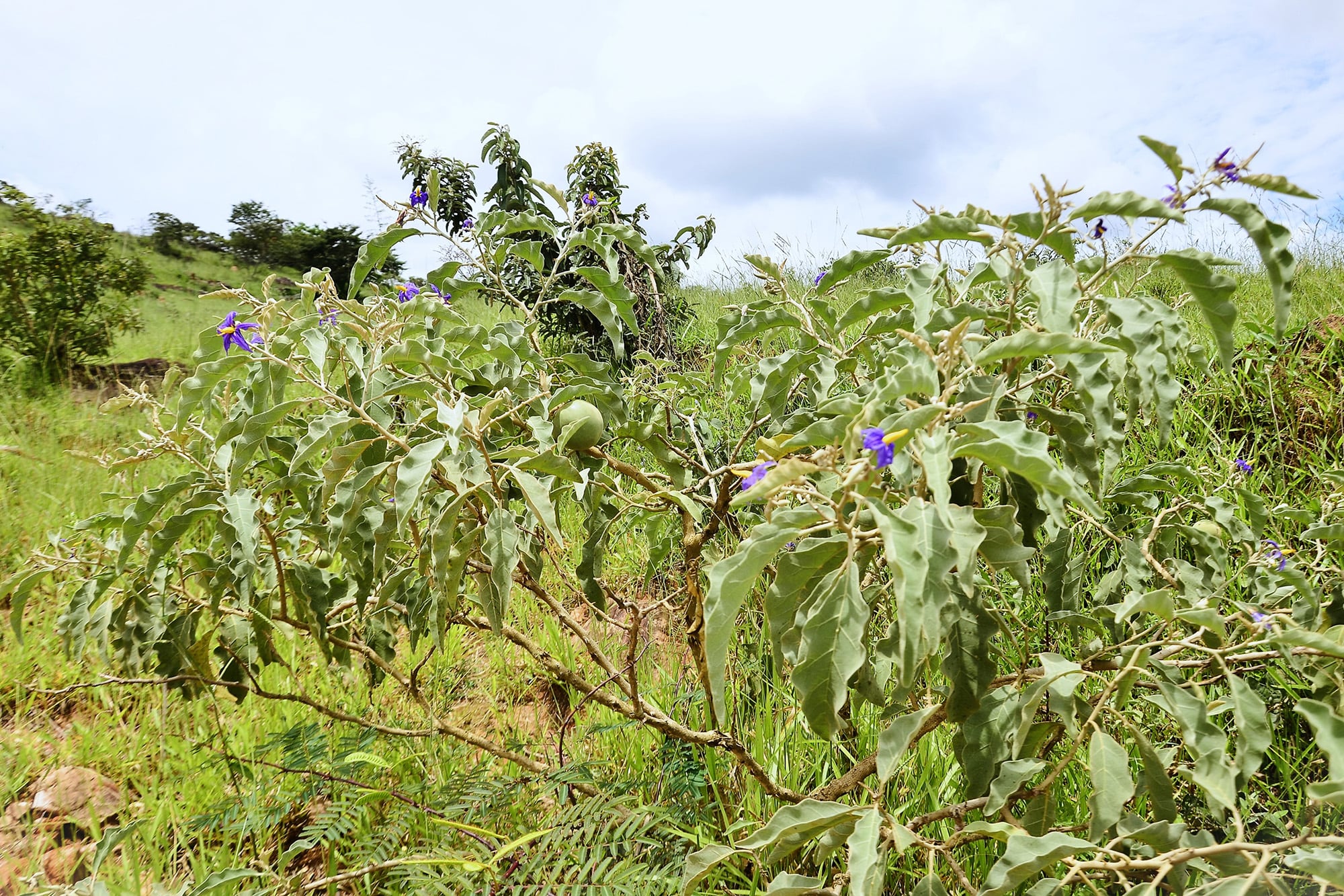 Algunos zorros consumen los frutos de Solanum lycocarpum
