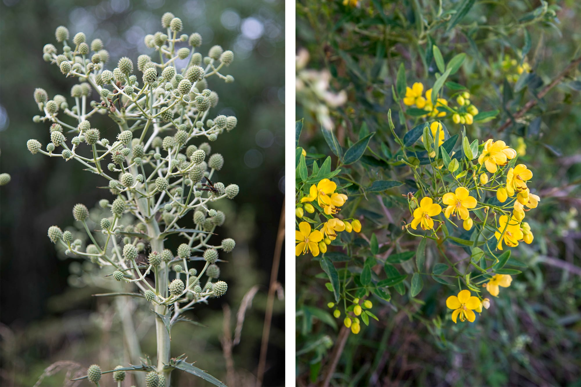Eryngium pandanifolium y Senna corymbosa mejoran la infiltración del agua y sostienen el interés paisajístico mucho después de que termina la floración