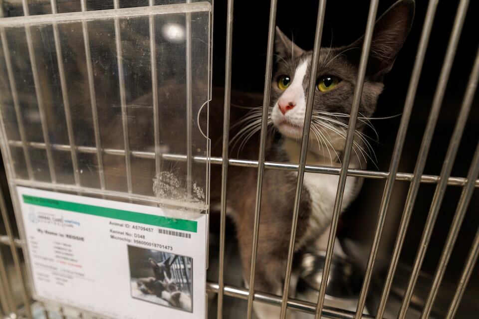 Ante una deportación, se recomienda, como primer paso, identificar a una persona de confianza que esté dispuesta a cuidar de la mascota