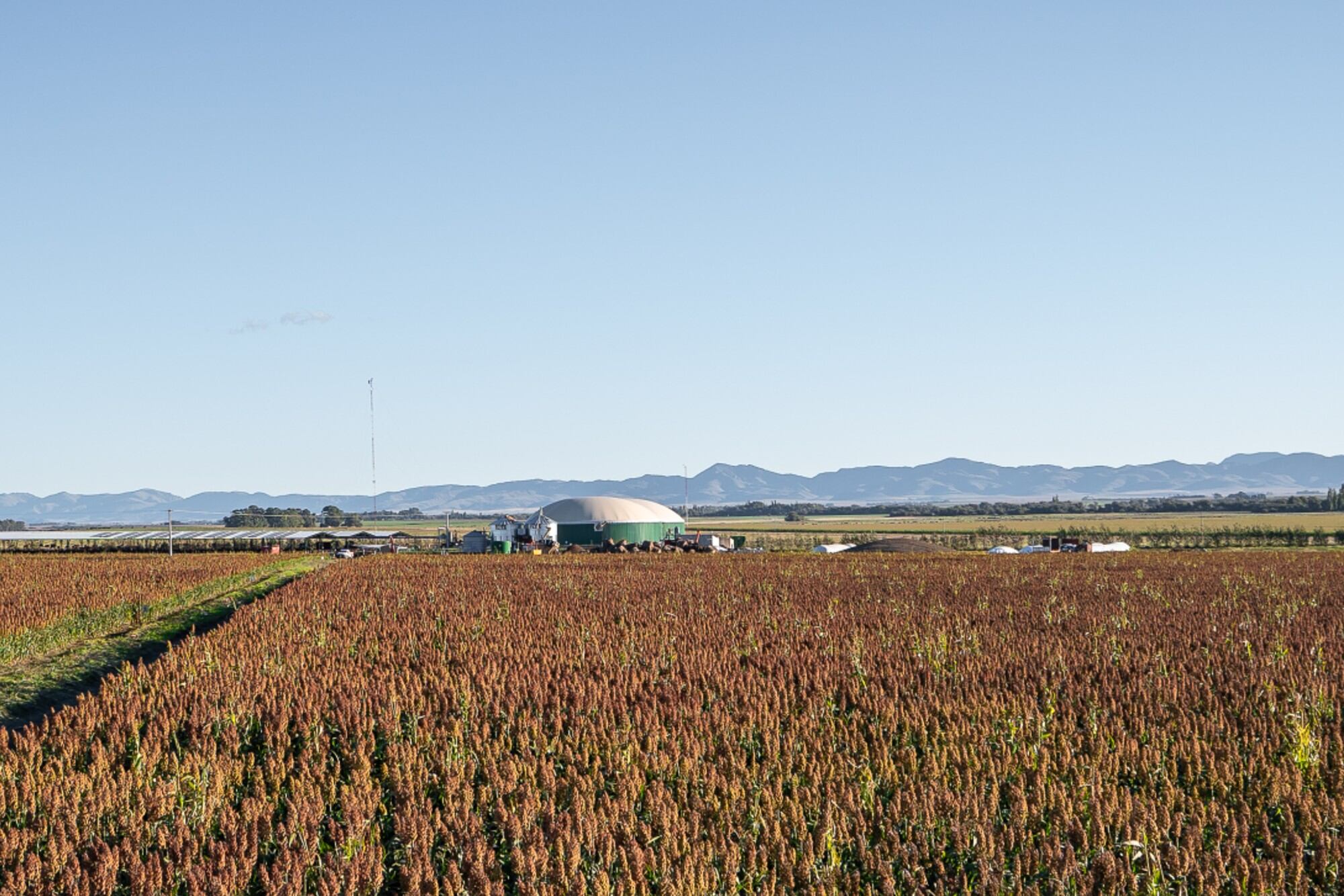 Un lote con sorgo y, atrás, el feedlot y la planta de biogás