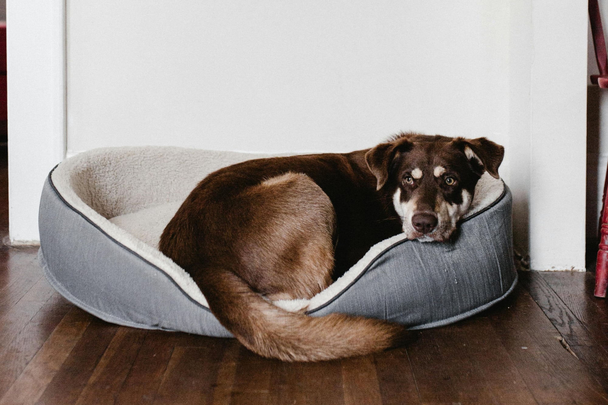 ¡Descubre las 10 razas de perros más tranquilas para un hogar feliz!