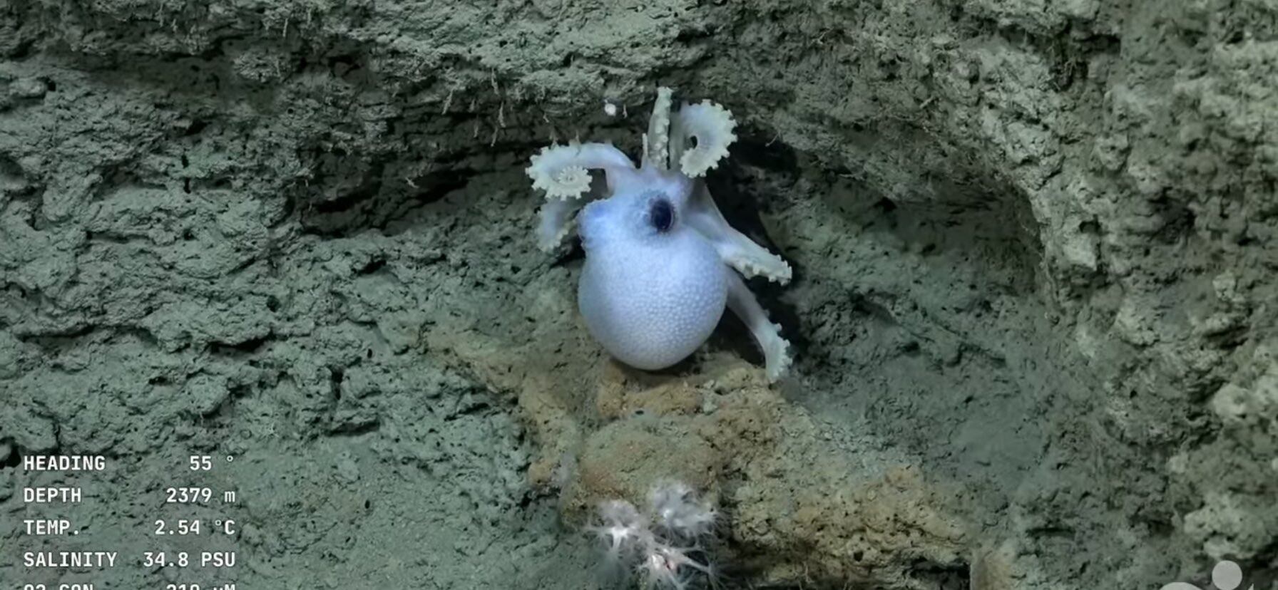 La expedición puede seguirse en vivo hasta el 10 de agosto desde la web del Schmidt Ocean Institute