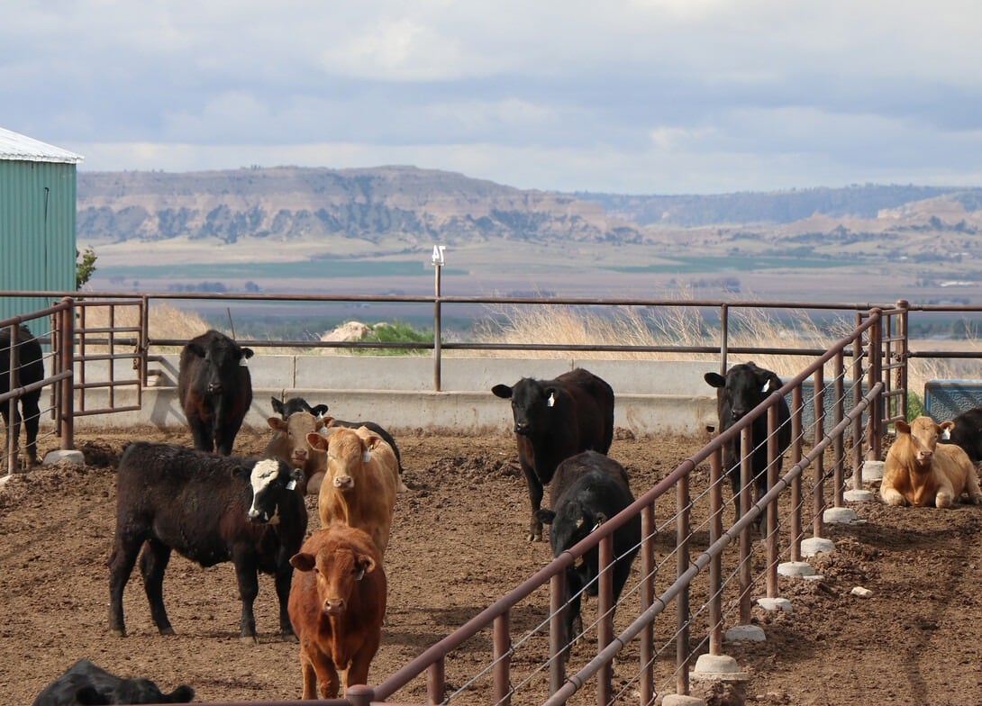 Alfredo Di Costanzo, de la Universidad de Minnesota, y un éxito de EE.UU. ahora bajo presión: productores de 80 años con 500 vacas sin herederos