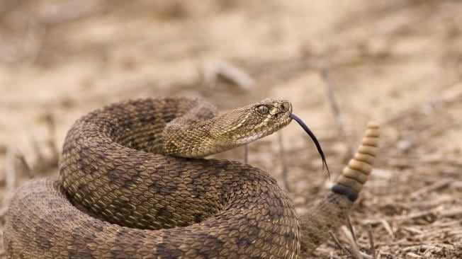 La serpiente de cascabel está catalogada como la más peligrosa de Estados Unidos